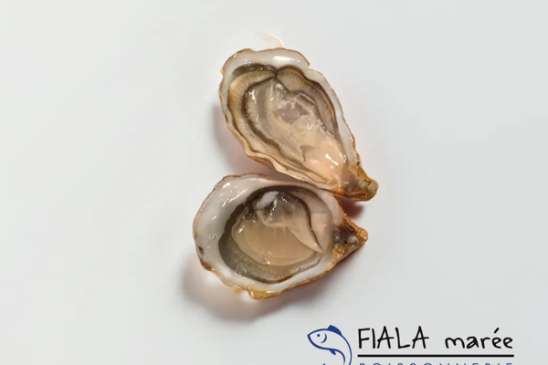 Huîtres Fine de Cancale numéro 3