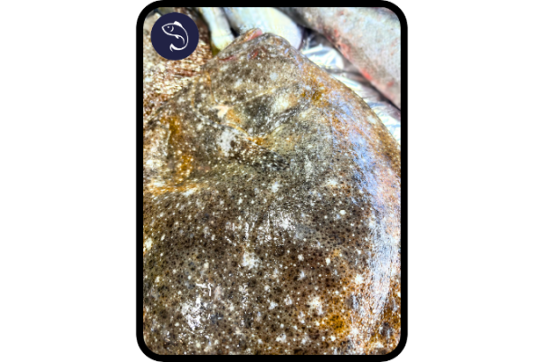 Turbot