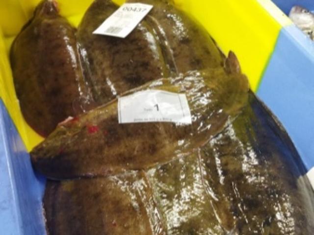 Comment reconnaître un poisson frais ? Découvrez FIALA MARÉE à Sautron et Nantes