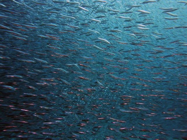 La pêche durable : Comment choisir des poissons responsables chez Fiala Marée ? 