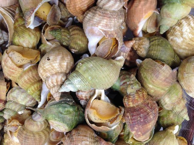 Fruits de mer chez Fiala Marée à Sautron – Comment bien les choisir et les déguster ? 