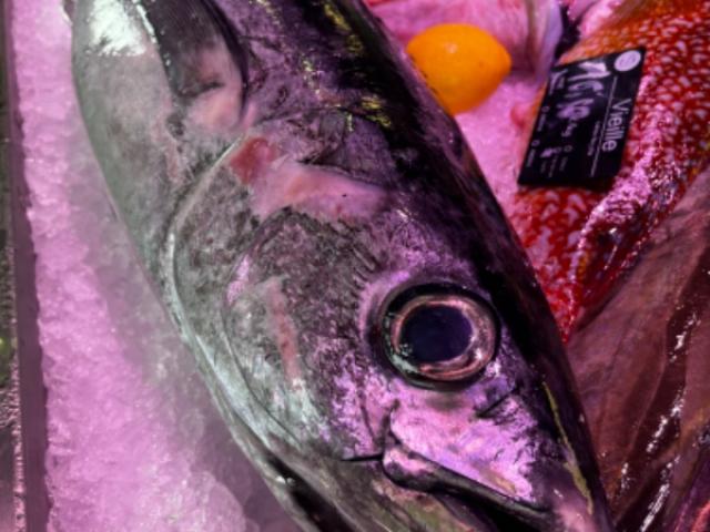 Comment conserver du poisson frais quand il fait chaud ? A Lire absolument