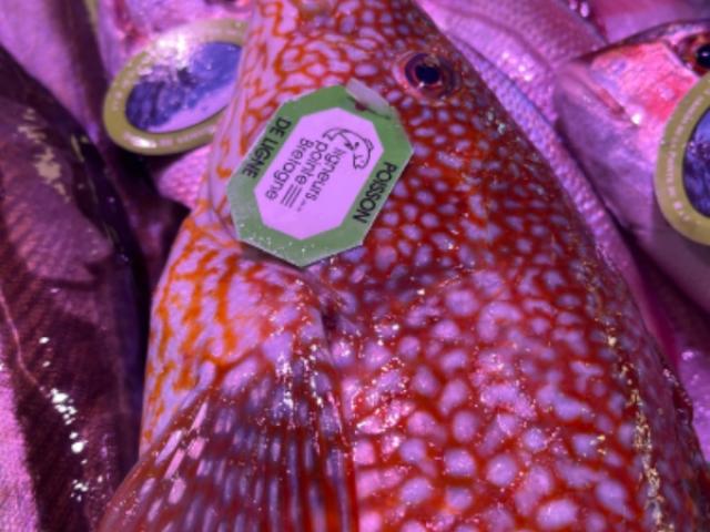 Quel poisson choisir quand on n'y connaît rien ? Regardez ça et vous comprendrez 
